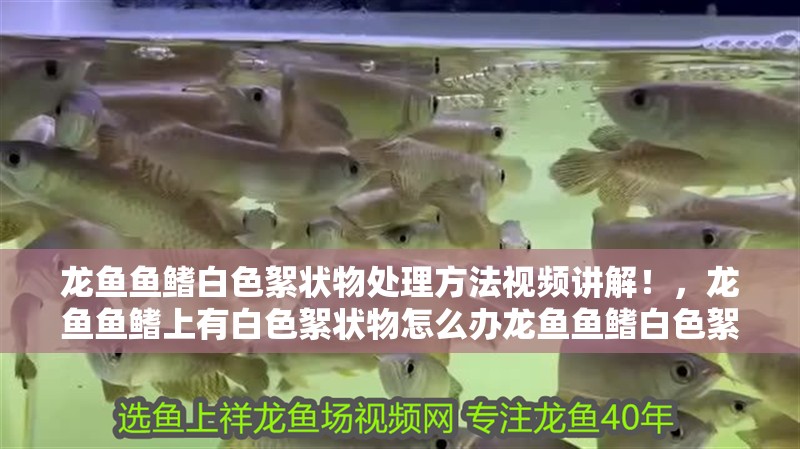 龍魚魚鰭白色絮狀物處理方法視頻講解!,龍魚魚鰭上有白色絮狀物怎么辦龍魚魚鰭白色絮狀物處理方法視頻講解 觀賞魚百科 第2張 龍魚魚鰭白色絮狀物處理方法視頻講解!,龍魚魚鰭上有白色絮狀物怎么辦龍魚魚鰭白色絮狀物處理方法視頻講解 龍魚魚鰭白色絮狀物處理方法視頻講解!,龍魚魚鰭上有白色絮狀物怎么辦龍魚魚鰭白色絮狀物處理方法視頻講解 觀賞魚百科 第2張