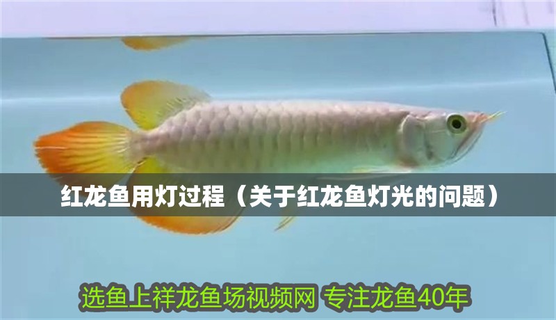紅龍魚用燈過程（關于紅龍魚燈光的問題）