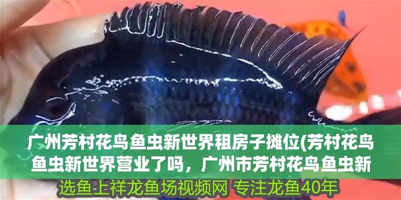 廣州芳村花鳥魚蟲新世界租房子攤位(芳村花鳥魚蟲新世界營業了嗎，廣州市芳村花鳥魚蟲新世界