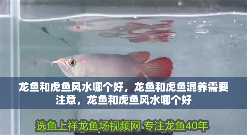 龍魚和虎魚風水哪個好，龍魚和虎魚混養需要注意，龍魚和虎魚風水哪個好