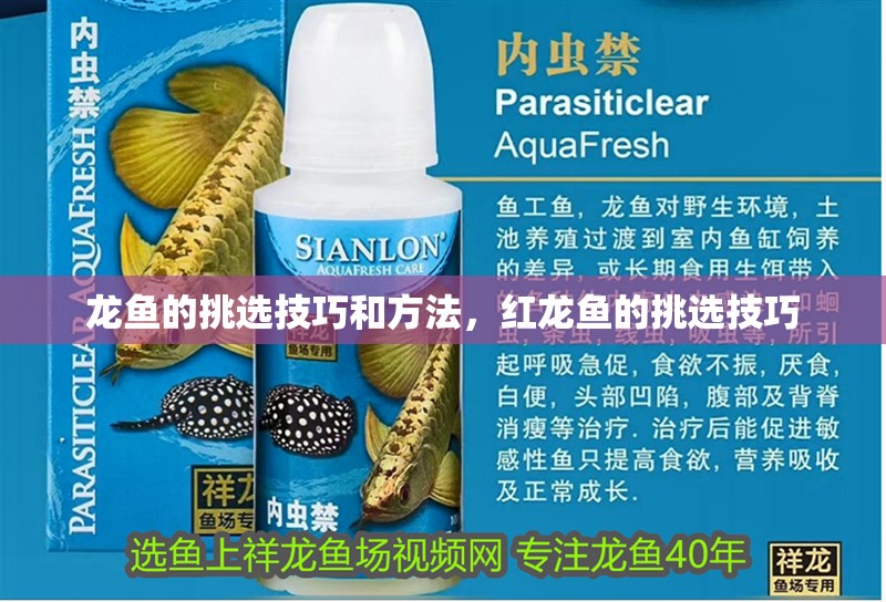 龍魚的挑選技巧和方法，紅龍魚的挑選技巧