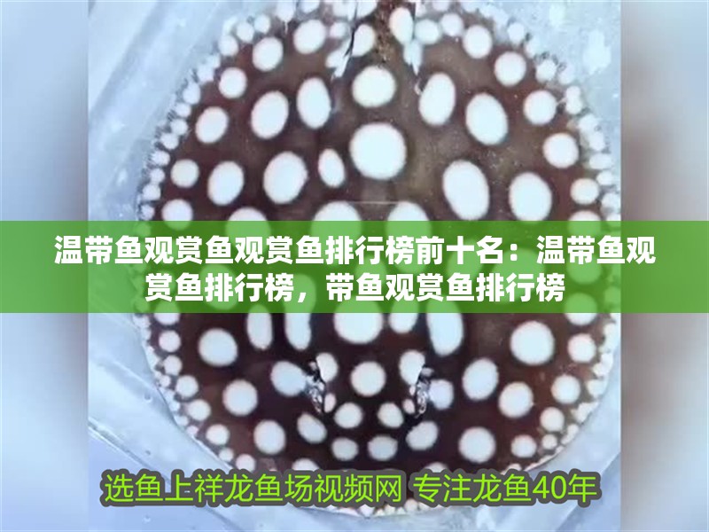 溫帶魚觀賞魚觀賞魚排行榜前十名：溫帶魚觀賞魚排行榜，帶魚觀賞魚排行榜