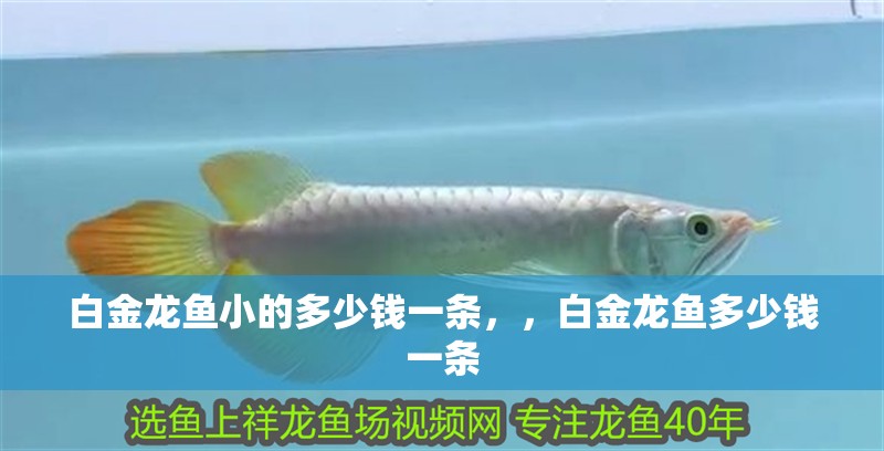 白金龍魚小的多少錢一條，，白金龍魚多少錢一條
