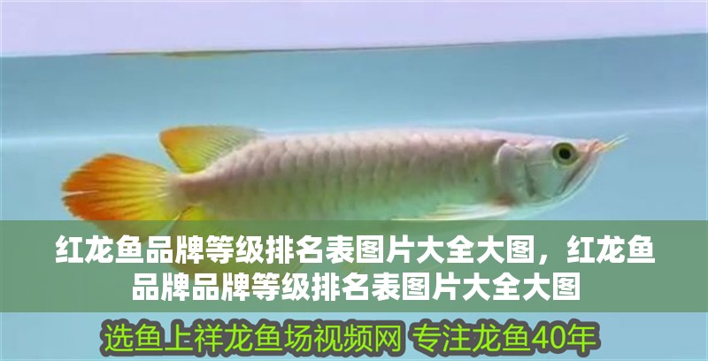 紅龍魚品牌等級排名表圖片大全大圖，紅龍魚品牌品牌等級排名表圖片大全大圖