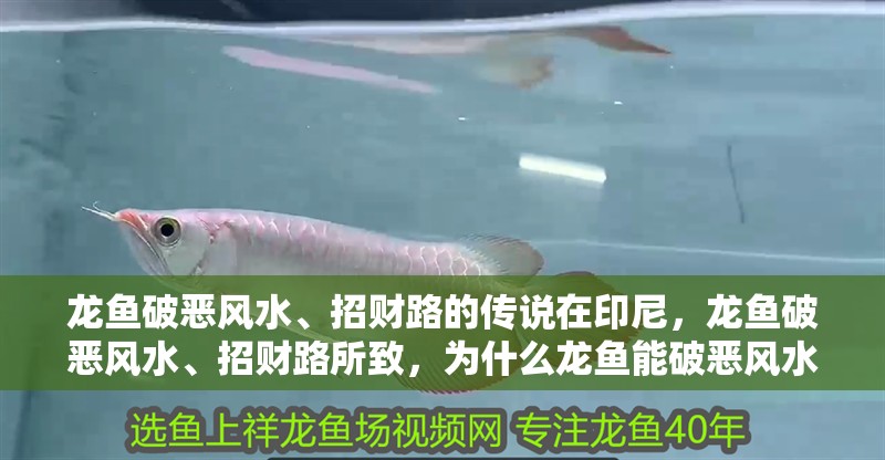 龍魚破惡風水、招財路的傳說在印尼，龍魚破惡風水、招財路所致，為什么龍魚能破惡風水、招財路？