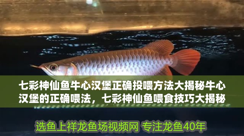 七彩神仙魚牛心漢堡正確投喂方法大揭秘牛心漢堡的正確喂法，七彩神仙魚喂食技巧大揭秘,牛心漢堡的正確投喂方法