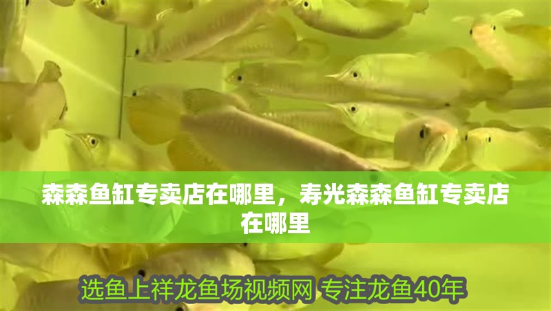 森森魚缸專賣店在哪里，壽光森森魚缸專賣店在哪里
