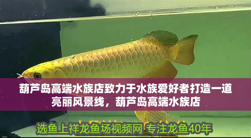 葫蘆島高端水族店致力于水族愛好者打造一道亮麗風(fēng)景線，葫蘆島高端水族店