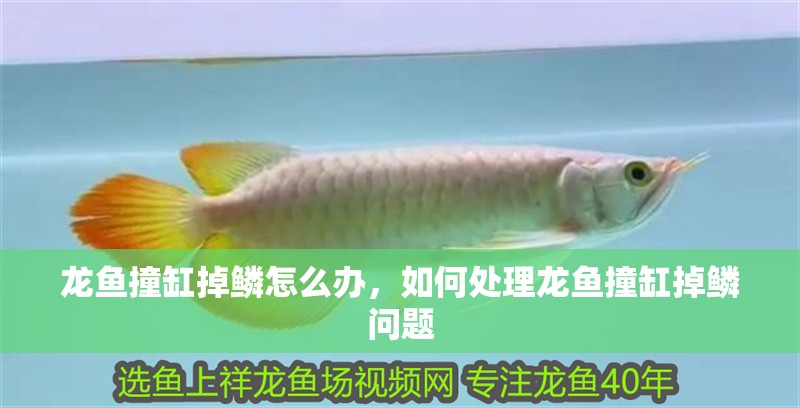 龍魚撞缸掉鱗怎么辦，如何處理龍魚撞缸掉鱗問題