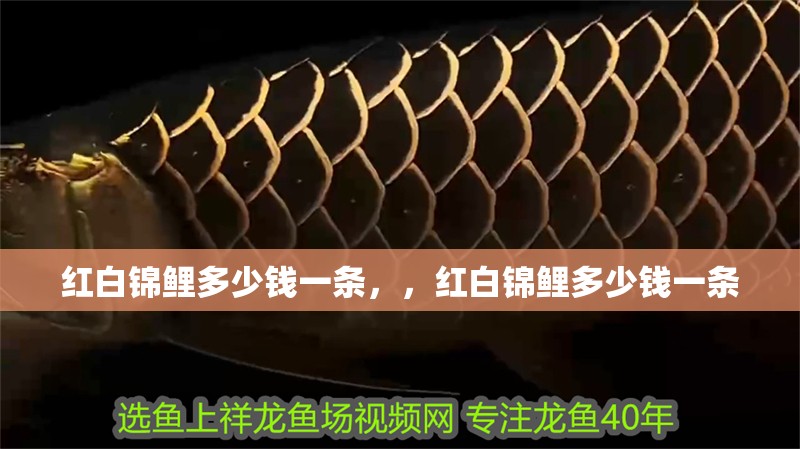 紅白錦鯉多少錢一條，，紅白錦鯉多少錢一條 紅白錦鯉多少錢一條，，紅白錦鯉多少錢一條 觀賞魚百科