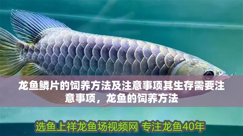 龍魚鱗片的飼養方法及注意事項其生存需要注意事項，龍魚的飼養方法
