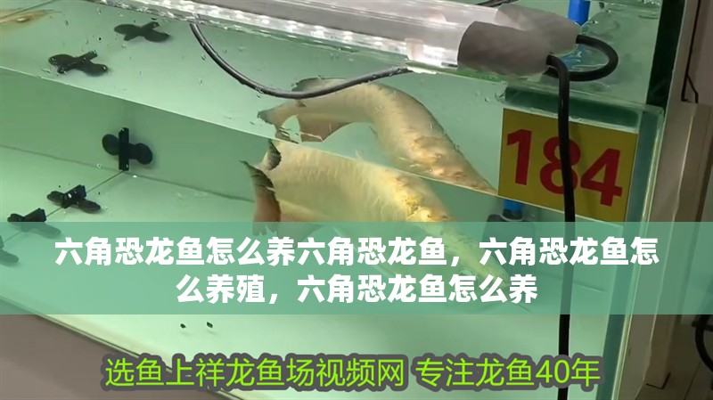 六角恐龍魚怎么養(yǎng)六角恐龍魚，六角恐龍魚怎么養(yǎng)殖，六角恐龍魚怎么養(yǎng)