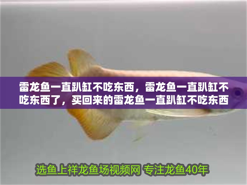 雷龍魚一直趴缸不吃東西，雷龍魚一直趴缸不吃東西了，買回來的雷龍魚一直趴缸不吃東西，雷龍魚一直趴缸不吃東西了