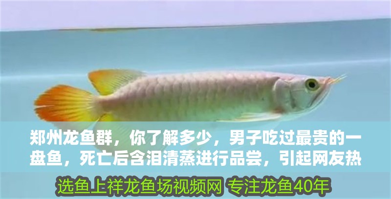 鄭州龍魚群，你了解多少，男子吃過最貴的一盤魚，死亡后含淚清蒸進行品嘗，引起網友熱議