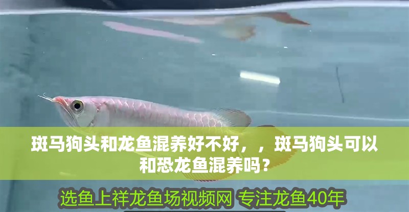 斑馬狗頭和龍魚(yú)混養(yǎng)好不好，，斑馬狗頭可以和恐龍魚(yú)混養(yǎng)嗎？
