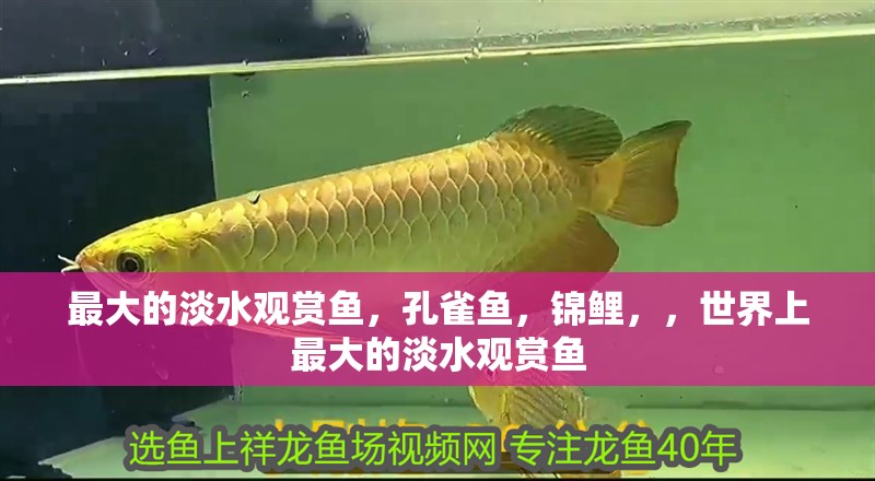 最大的淡水觀賞魚，孔雀魚，錦鯉，，世界上最大的淡水觀賞魚
