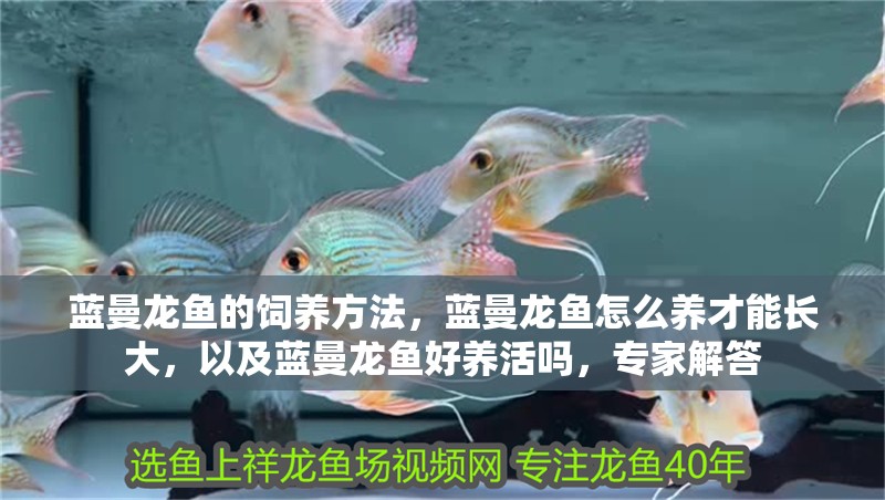 藍曼龍魚的飼養方法，藍曼龍魚怎么養才能長大，以及藍曼龍魚好養活嗎，專家解答