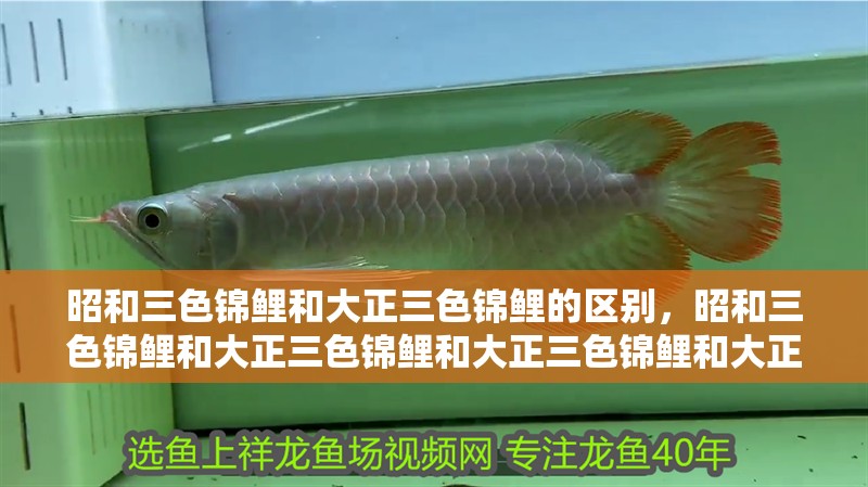 昭和三色錦鯉和大正三色錦鯉的區(qū)別，昭和三色錦鯉和大正三色錦鯉和大正三色錦鯉和大正三色區(qū)別