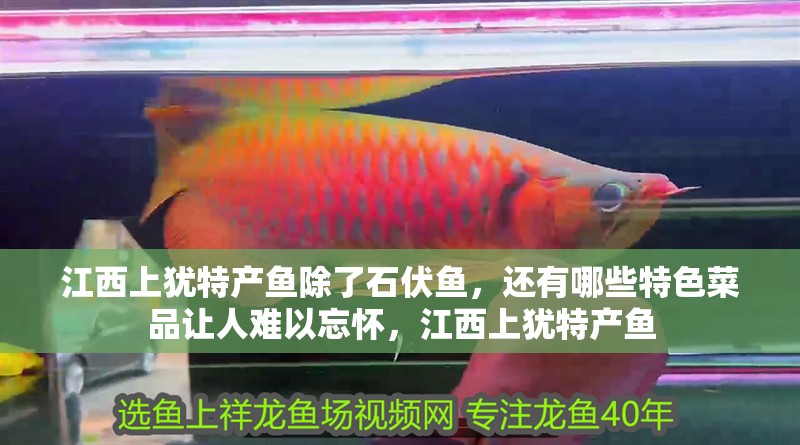 江西上猶特產魚除了石伏魚,還有哪些特色菜品讓人難以忘懷,江西上猶特產魚 觀賞魚百科 第6張 江西上猶特產魚除了石伏魚,還有哪些特色菜品讓人難以忘懷,江西上猶特產魚 江西上猶特產魚除了石伏魚,還有哪些特色菜品讓人難以忘懷,江西上猶特產魚 觀賞魚百科 第6張