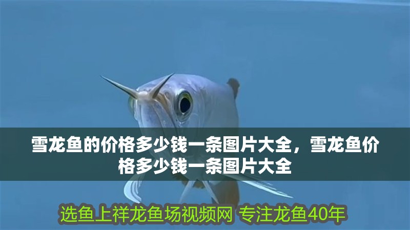 雪龍魚的價格多少錢一條圖片大全，雪龍魚價格多少錢一條圖片大全