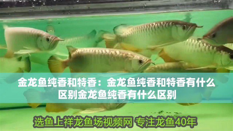 金龍魚純香和特香：金龍魚純香和特香有什么區別金龍魚純香有什么區別