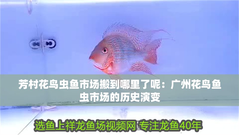 芳村花鳥蟲魚市場搬到哪里了呢：廣州花鳥魚蟲市場的歷史演變