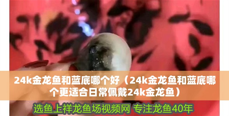 24k金龍魚和藍底哪個好（24k金龍魚和藍底哪個更適合日常佩戴24k金龍魚）