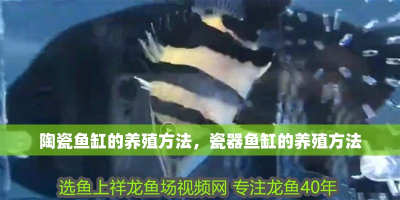 陶瓷魚缸的養殖方法，瓷器魚缸的養殖方法