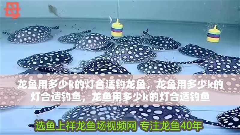 龍魚用多少k的燈合適釣龍魚，龍魚用多少k的燈合適釣魚，龍魚用多少k的燈合適釣魚