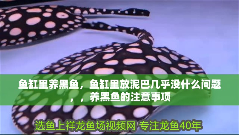 魚缸里養黑魚，魚缸里放泥巴幾乎沒什么問題，，養黑魚的注意事項