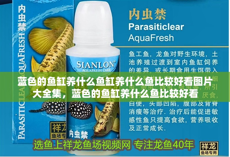 藍(lán)色的魚缸養(yǎng)什么魚缸養(yǎng)什么魚比較好看圖片大全集，藍(lán)色的魚缸養(yǎng)什么魚比較好看