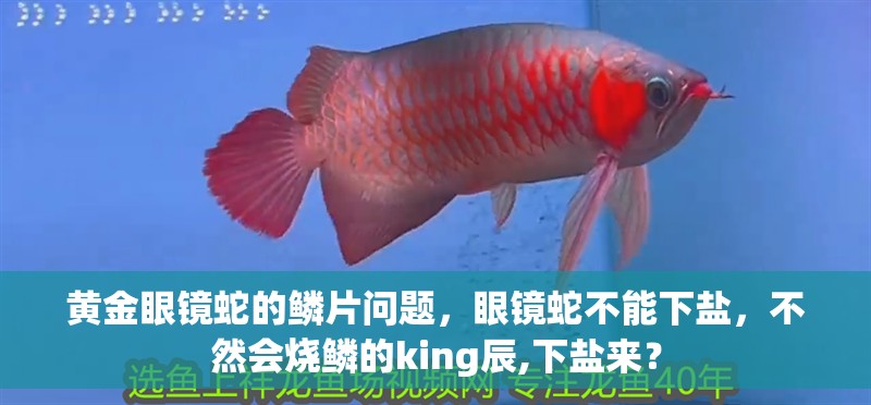 黃金眼鏡蛇的鱗片問題，眼鏡蛇不能下鹽，不然會燒鱗的king辰,下鹽來？