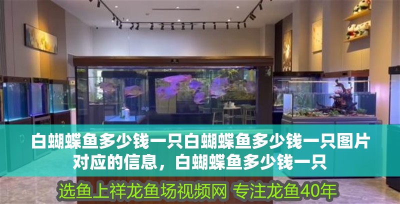白蝴蝶魚多少錢一只白蝴蝶魚多少錢一只圖片對應(yīng)的信息，白蝴蝶魚多少錢一只