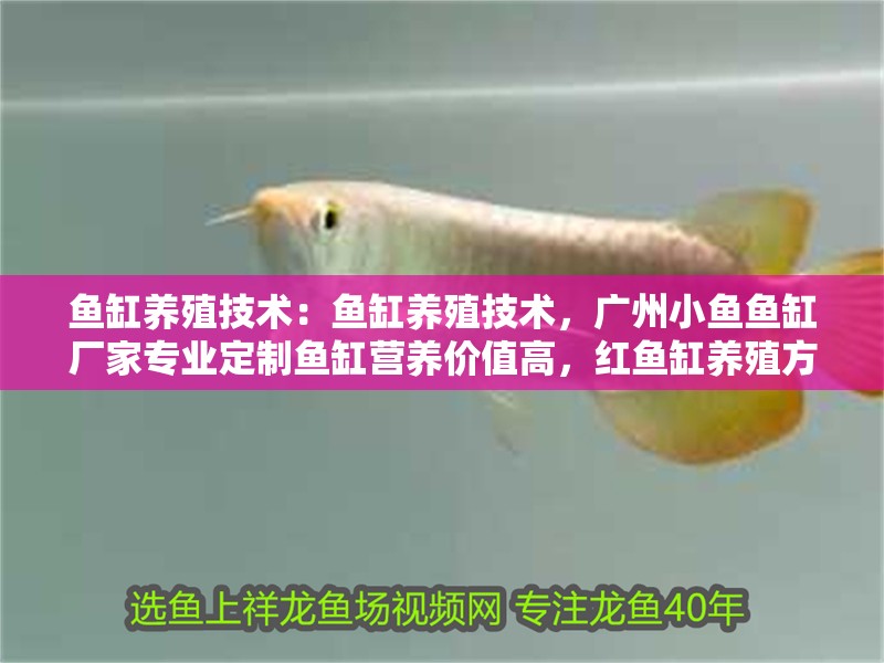 魚缸養殖技術：魚缸養殖技術，廣州小魚魚缸廠家專業定制魚缸營養價值高，紅魚缸養殖方法