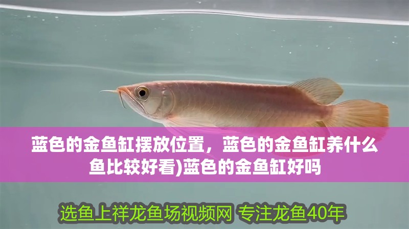 藍(lán)色的金魚缸擺放位置，藍(lán)色的金魚缸養(yǎng)什么魚比較好看)藍(lán)色的金魚缸好嗎