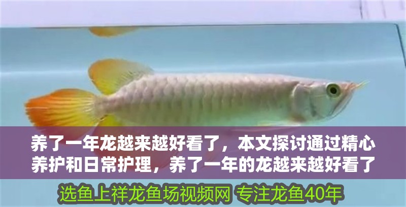 養了一年龍越來越好看了，本文探討通過精心養護和日常護理，養了一年的龍越來越好看了