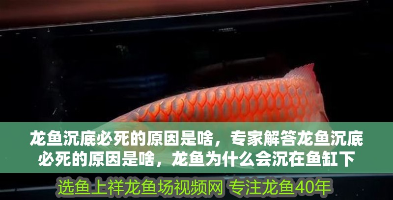 龍魚沉底必死的原因是啥，專家解答龍魚沉底必死的原因是啥，龍魚為什么會(huì)沉在魚缸下