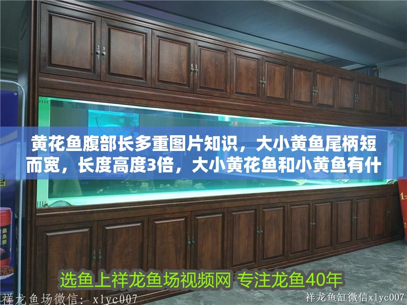 黃花魚腹部長多重圖片知識，大小黃魚尾柄短而寬，長度高度3倍，大小黃花魚和小黃魚有什么區別