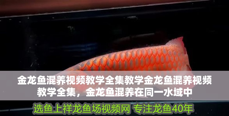 金龍魚混養視頻教學全集教學金龍魚混養視頻教學全集，金龍魚混養在同一水域中