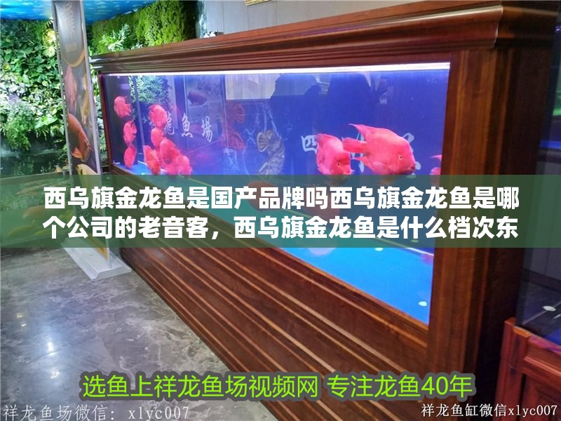 西烏旗金龍魚是國產(chǎn)品牌嗎西烏旗金龍魚是哪個(gè)公司的老音客，西烏旗金龍魚是什么檔次東饗尋味聽西烏旗金龍魚有哪些系列