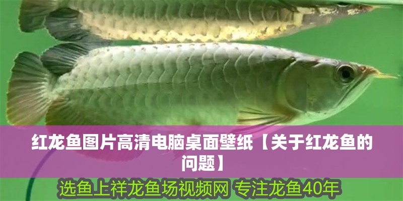 紅龍魚圖片高清電腦桌面壁紙【關于紅龍魚的問題】