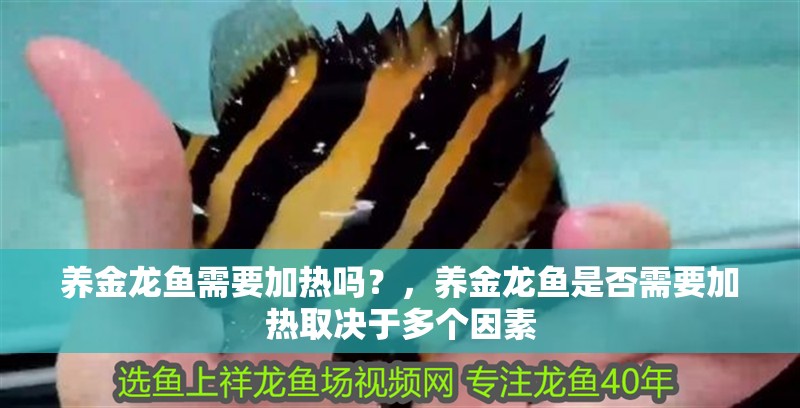 養金龍魚需要加熱嗎？，養金龍魚是否需要加熱取決于多個因素