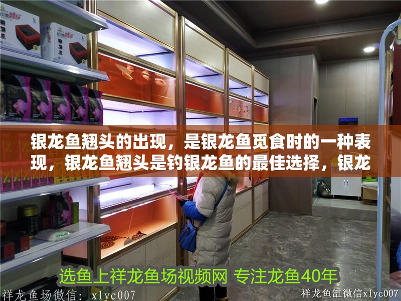 銀龍魚翹頭的出現(xiàn)，是銀龍魚覓食時的一種表現(xiàn)，銀龍魚翹頭是釣銀龍魚的最佳選擇，銀龍魚翹頭的選擇
