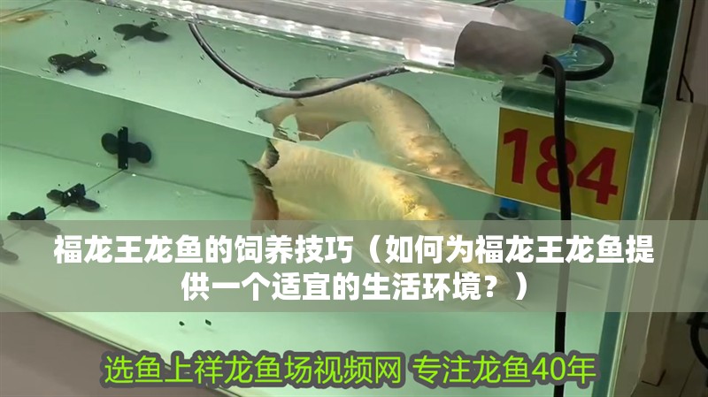福龍王龍魚的飼養(yǎng)技巧（如何為福龍王龍魚提供一個適宜的生活環(huán)境？）