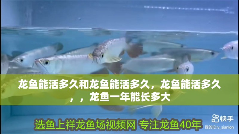 龍魚能活多久和龍魚能活多久，龍魚能活多久，，龍魚一年能長多大