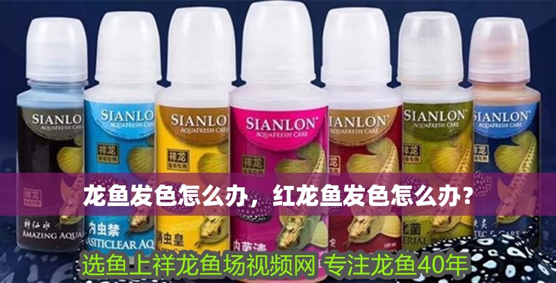 龍魚發色怎么辦，紅龍魚發色怎么辦？