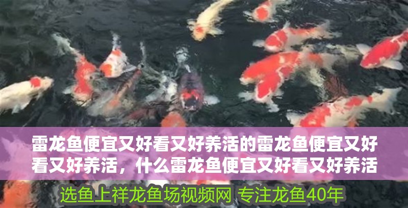 雷龍魚便宜又好看又好養活的雷龍魚便宜又好看又好養活，什么雷龍魚便宜又好看又好養活