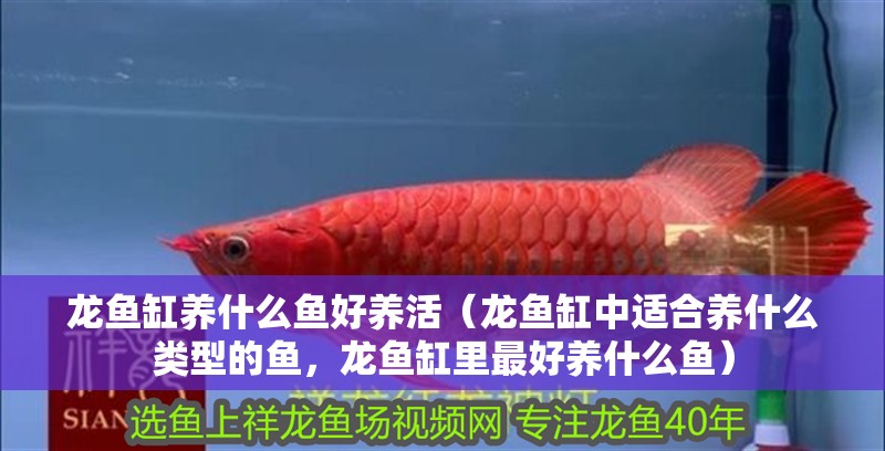 龍魚缸養什么魚好養活（龍魚缸中適合養什么類型的魚，龍魚缸里最好養什么魚）