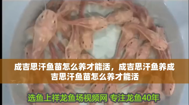 成吉思汗魚苗怎么養才能活，成吉思汗魚養成吉思汗魚苗怎么養才能活