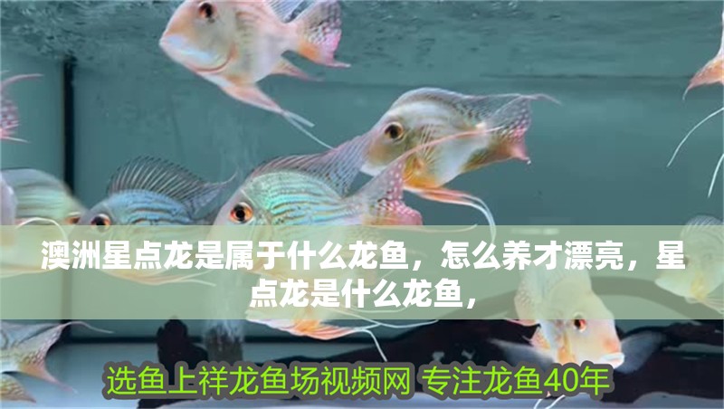 澳洲星點龍是屬于什么龍魚，怎么養才漂亮，星點龍是什么龍魚，